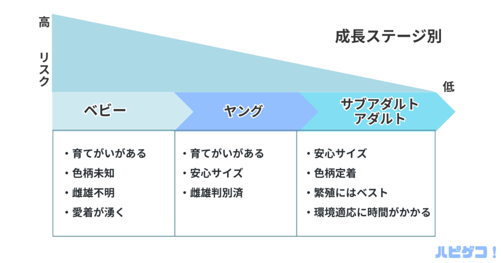 成長ステージまとめ画像