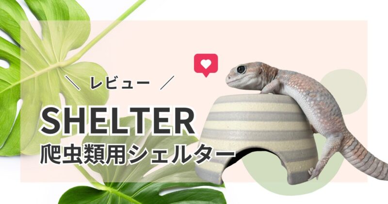 shelterボーダーアイキャッチ